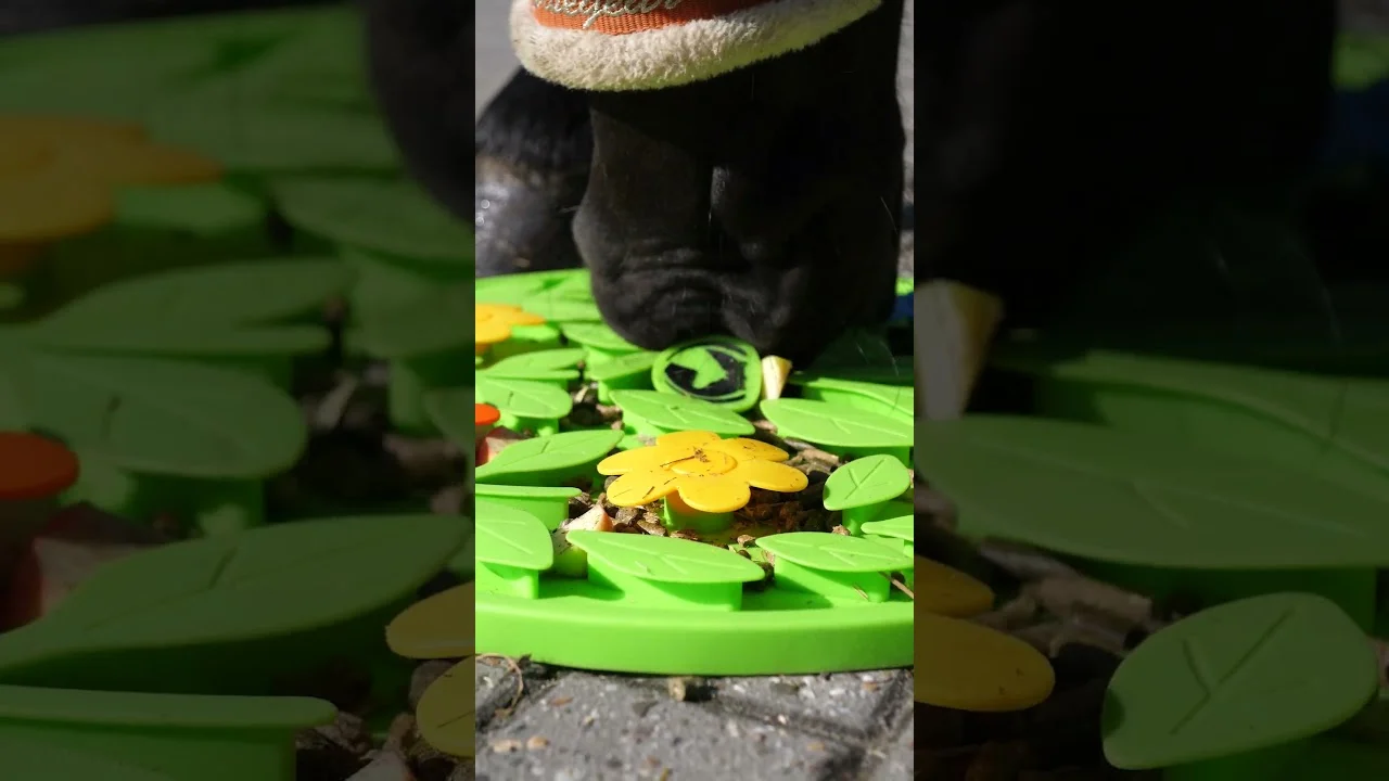 Čmuchací podložka pro koně na krmivo a pamlsky – Excellent Horse Snuffle Mat Flower Power - Obrázek 6