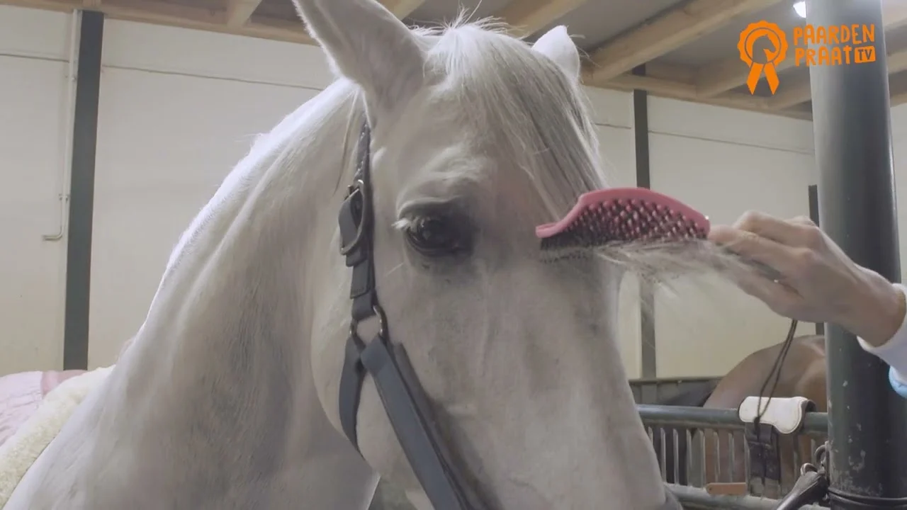 Kartáč na hřívu s kančími štětinami a pružnými hroty, růžový, 24,5 cm – Paardenpraat TV Horse Supreme - Obrázek 2